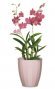 Орхідейка Elegance кераміка 14" ніжно-рожевий 62315