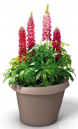 Кашпо для квітів Trigon пластик 30 сірий 55320