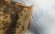 Наматрацник льняний з бджолиними фітонцидами Flax 60х120 см