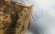 Наматрацник льняний з бджолиними фітонцидами Flax 70х160 см