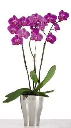 Орхідейка Mirror Silver кераміка 17 дзеркальний 55166