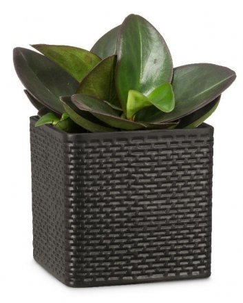 Кашпо для квітів Modern кераміка 18" антрацит куб 59059