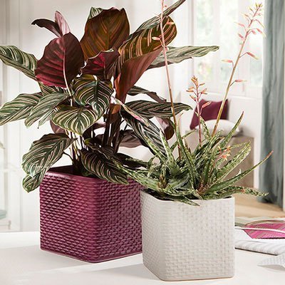 Кашпо для квітів Modern кераміка 18" бургунді куб 59067