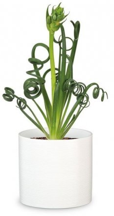 Кашпо для квітів Inspiration кераміка 23 молочний 97754