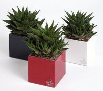 Розумний вазон Cubico Flower Lover 33 см червоний глянсовий 41118090