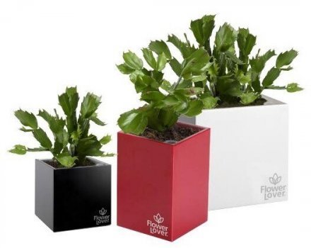 Розумний вазон Cubico Flower Lover 33 см червоний глянсовий 41118090