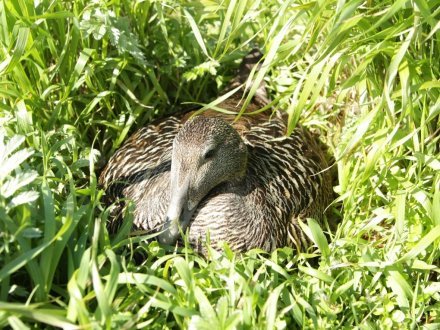 Ковдра пухова Konigin Der Nacht 200х220 см