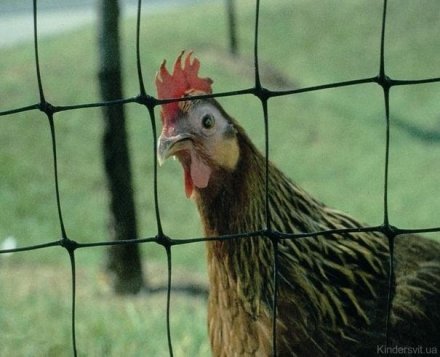 Огорожа для птахів сітка Авіарі (1х200 м) 14793