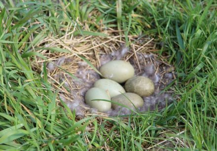 Ковдра пухова Konigin Der Nacht 220х240 см Ковдра пухова Konigin Der Nacht 220х240 см