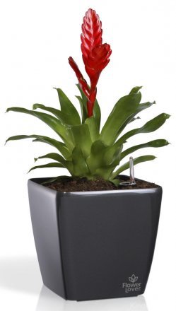 Розумний вазон Quadrato Flower Lover 22 см 41116620 Антрацит глянсовий Розумний вазон Quadrato Flower Lover 22 см 41116620 Антрацит глянсовий