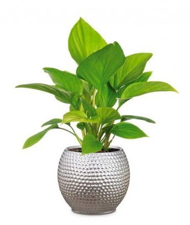 Кашпо для квітів Mercury кераміка 18" сріблястий 62221 Кашпо для квітів Mercury кераміка 18" сріблястий 62221