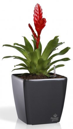 Розумний вазон Quadrato Flower Lover 25 см 41116630 Антрацит глянсовий Розумний вазон Quadrato Flower Lover 25 см 41116630 Антрацит глянсовий