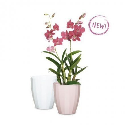 Орхідейка Elegance кераміка 14" світло-сірий 62308 Орхідейка Elegance кераміка 14" світло-сірий 62308