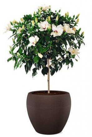 Кашпо для квітів Lineo пластик 30 гранітно-чорний 56524 Кашпо для квітів Lineo пластик 30 гранітно-чорний 56524