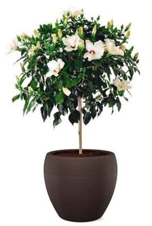 Кашпо для квітів Lineo пластик 30 коричневий 56606 Кашпо для квітів Lineo пластик 30 коричневий 56606